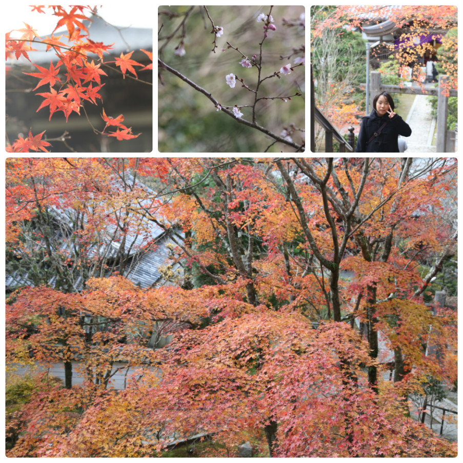 collage_photocat2