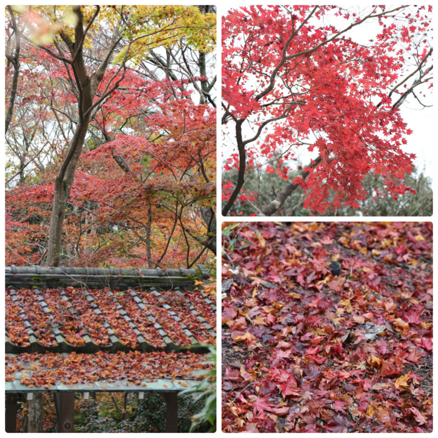 collage_photocat