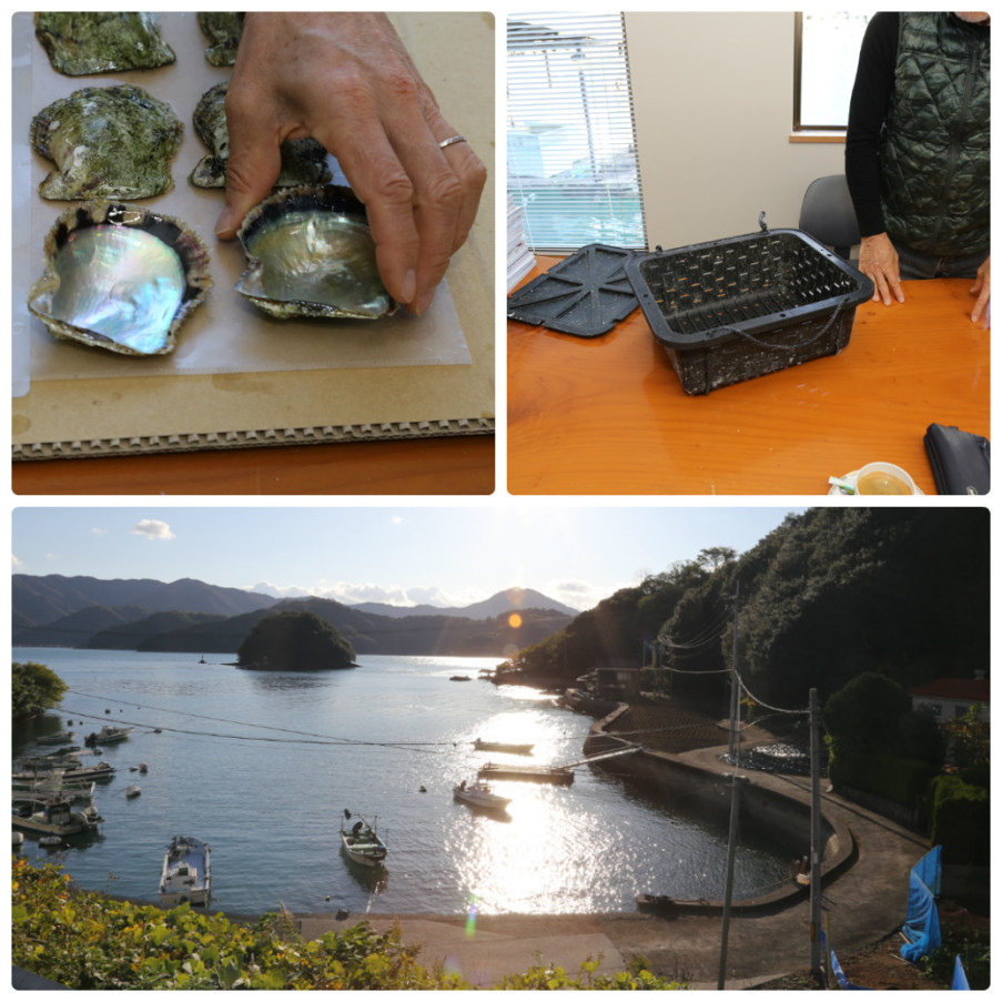 collage_photocat
